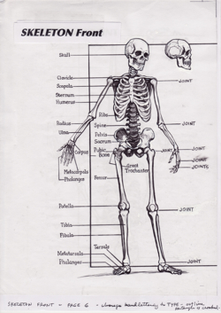 �Skeleton Front� from Will Eisner�s Expressive Anatomy (2004-2007*) page 2 LOT
